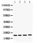 Anti-FGF2 Picoband Antibody